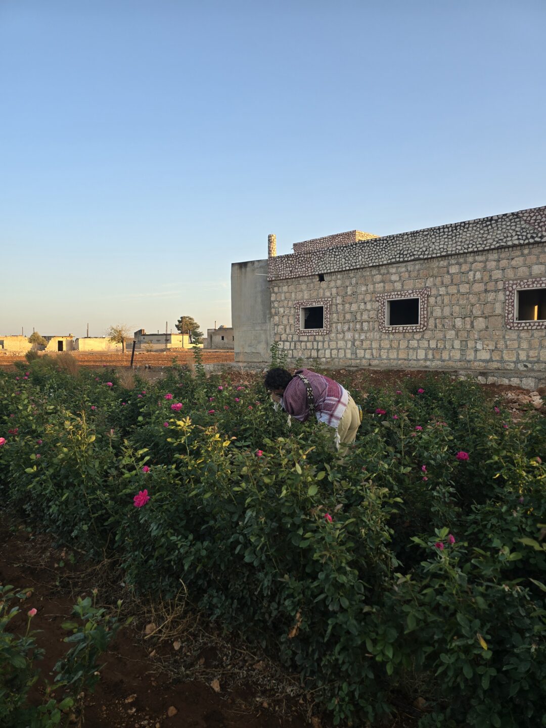 Syria’s Seeds and the Politics of Care: A Materialist Feminist Perspective