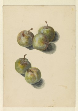 Edouard Manet, Studieblad met vijf pruimen, 1880, Museum Boijmans Van Beuningen. Voormalige collectie Koenigs.