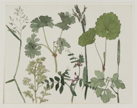 Dirk van Gelder, Wilde planten, 1925 Pen en inkt en waterverf, 22,8 x 29,2 cm Voorstudie voor de gelijknamige litho. Verzameling J., geschenk van de kunstenaar.