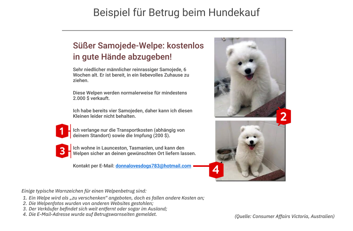 Beispiel für einen Betrug beim Hundekauf mit vier typischen Warnsignalen, auf die du achten solltest