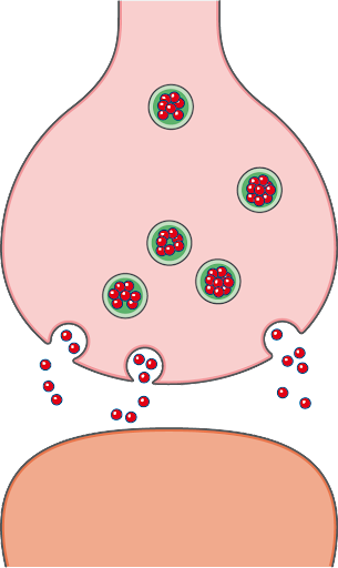 Biologie schéma diagramme dessin synapse transmission influx nerveux StudySmarter