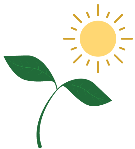 Biologie schéma diagramme dessin plante soleil énergie photosynthèse StudySmarter