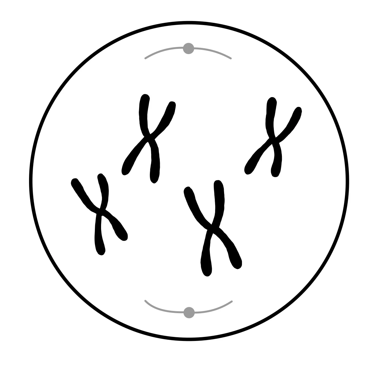 Zellteilung Eukaryoten Mitose Prophase StudySmarter