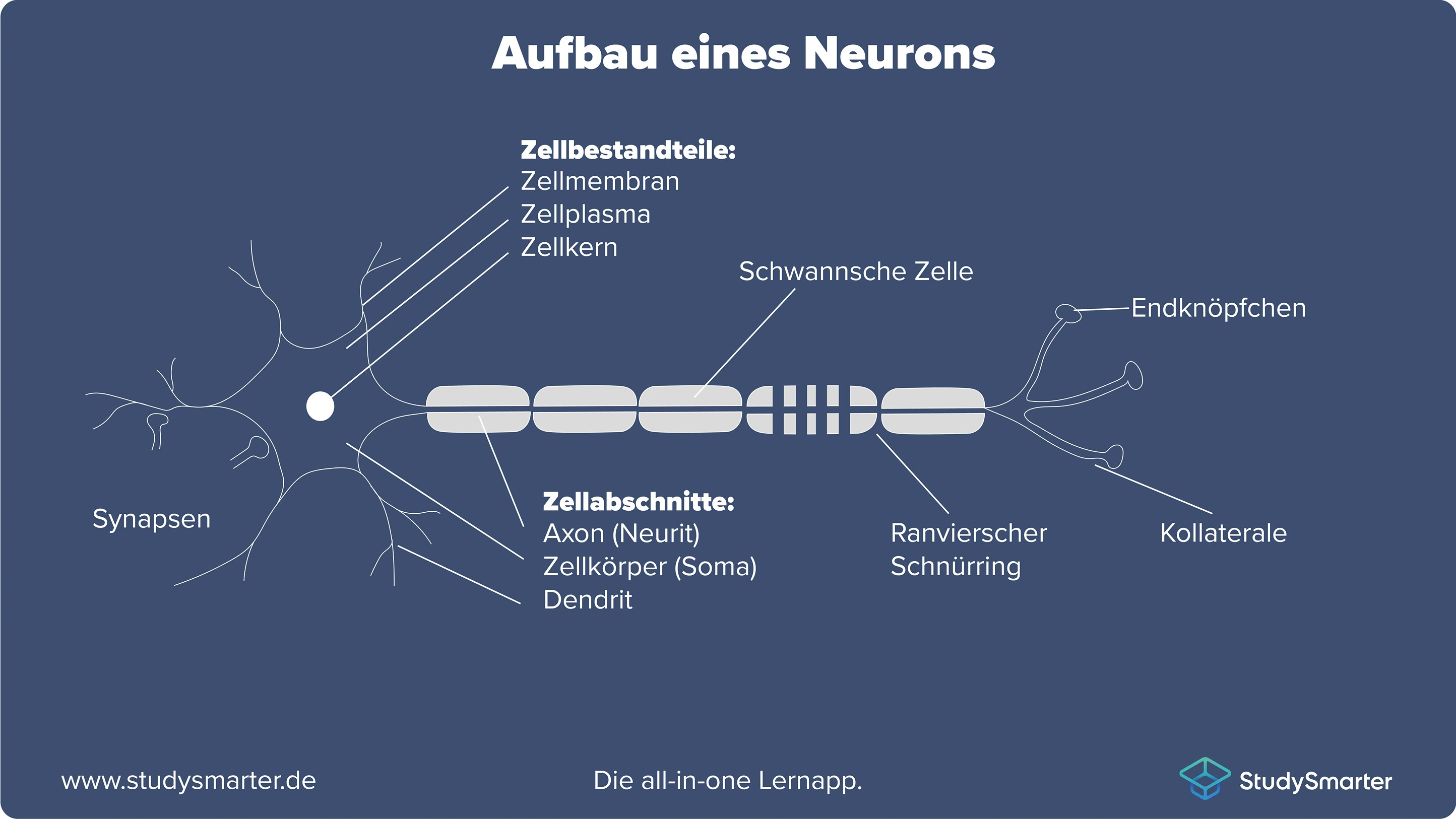 Kortikale Plastizität Nervenzellen StudySmarter