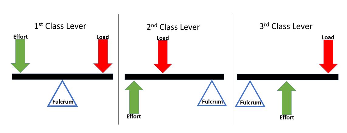 Muscles Trois classes à levier ÉtudeSmarter Originals