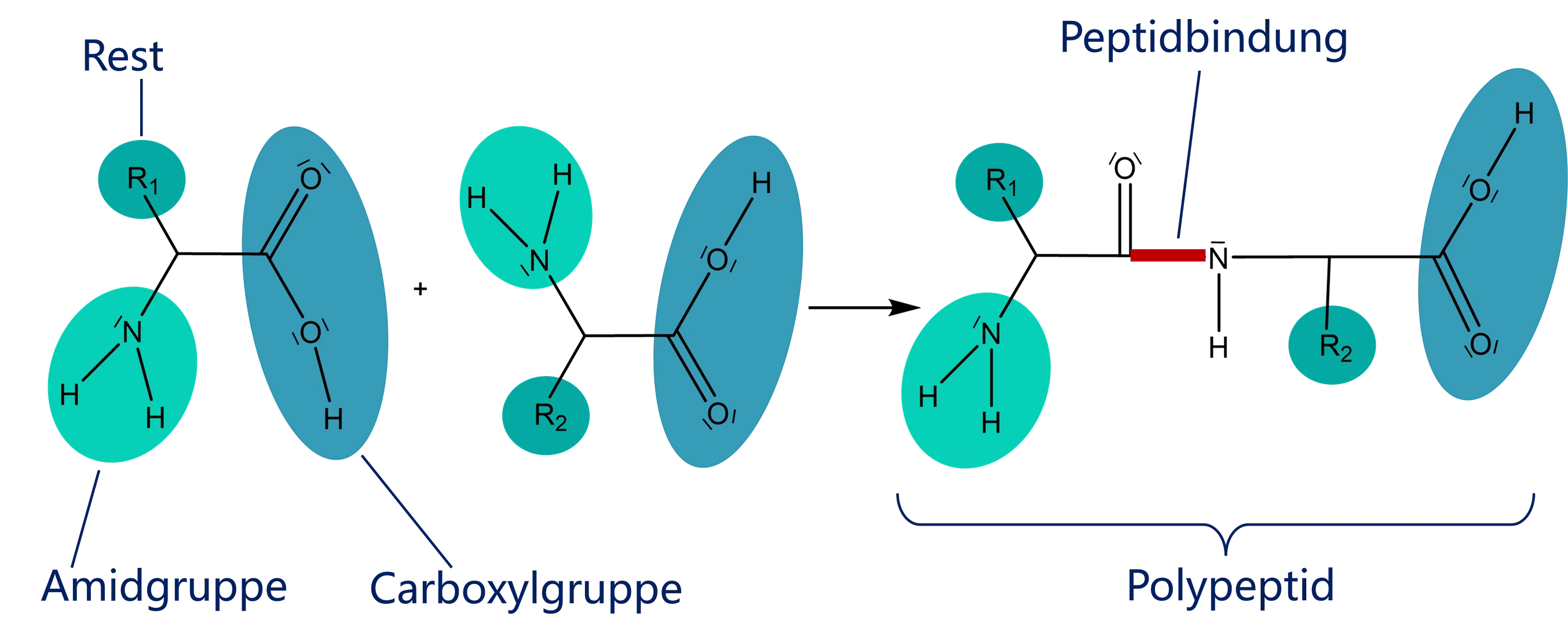Proteinstruktur Peptidbindung Strukturformel StudySmarter