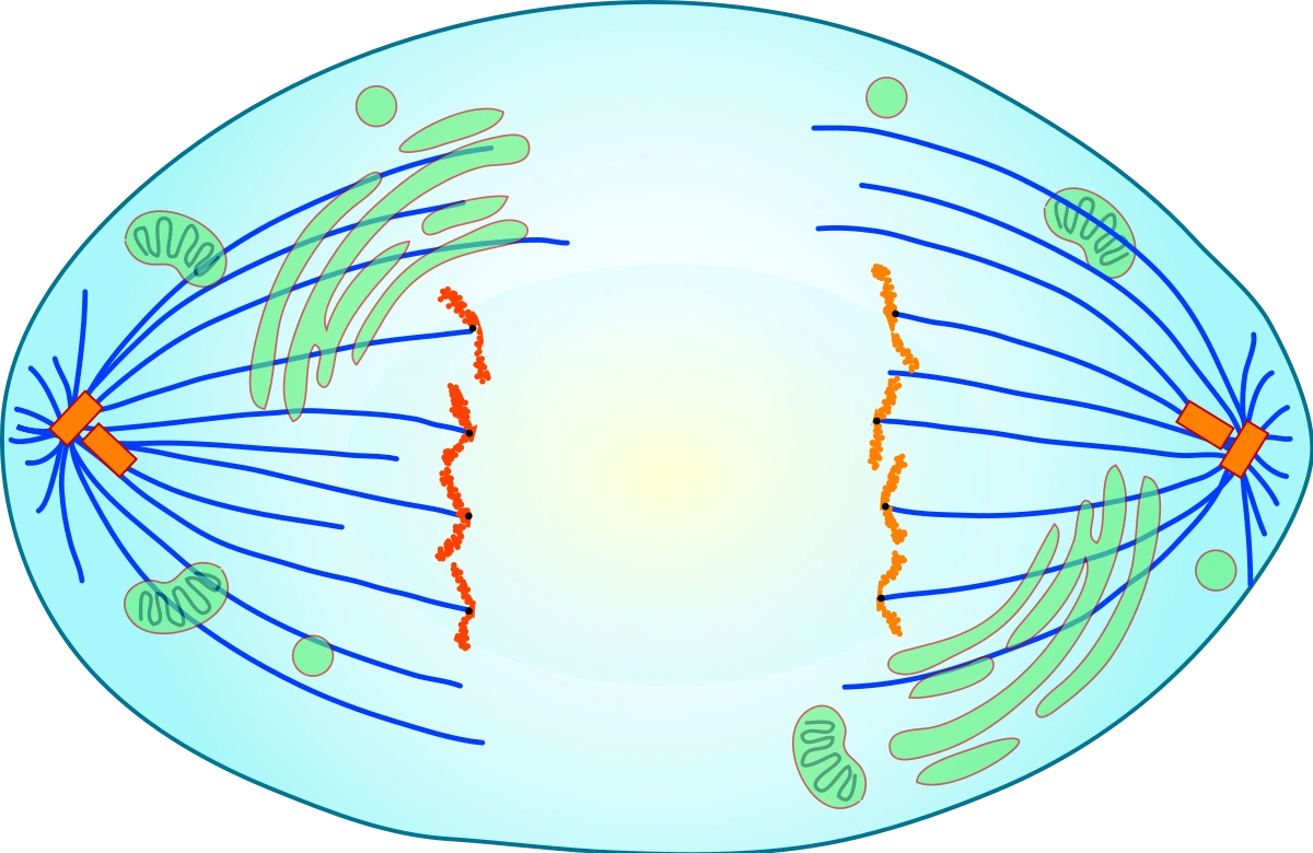 Anaphase Mitose, Ablauf, StudySmarter