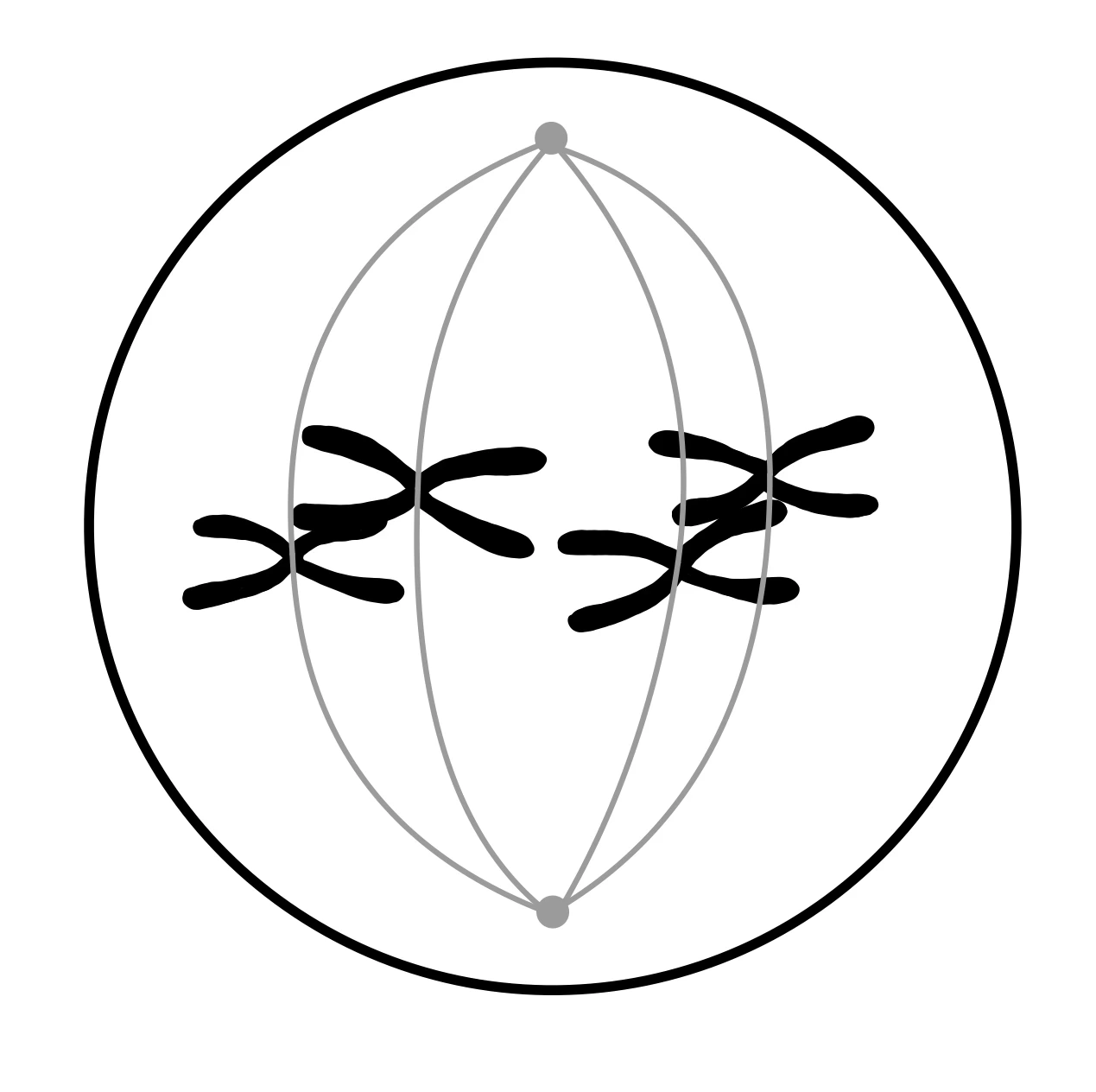 Zellteilung Eukaryoten Mitose Metaphase StudySmarter