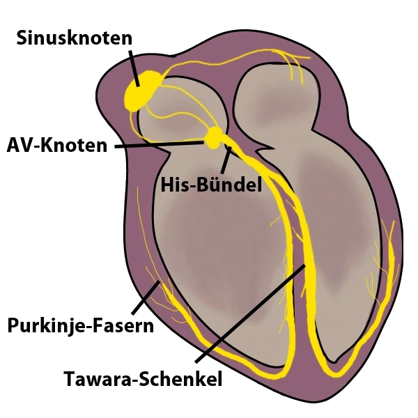 EKG, Erregungsleitungssystem des Herzens, StudySmarter