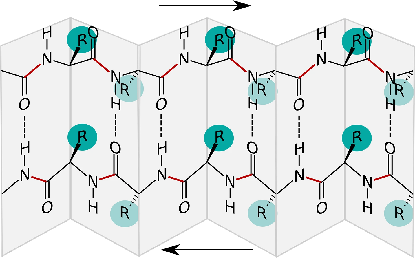 Proteinstruktur beta-Faltblatt antiparallel Sekundärstruktur StudySmarter