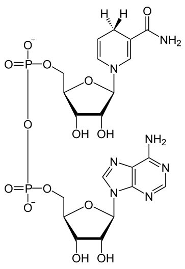 Fermentation + NADH molecule + StudySmarter