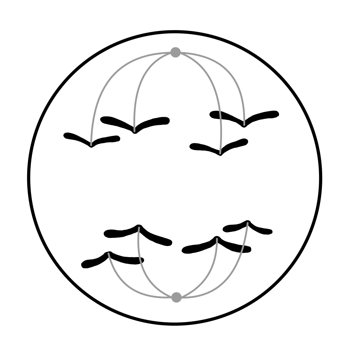 Zellteilung Eukaryoten Mitose Anaphase StudySmarter