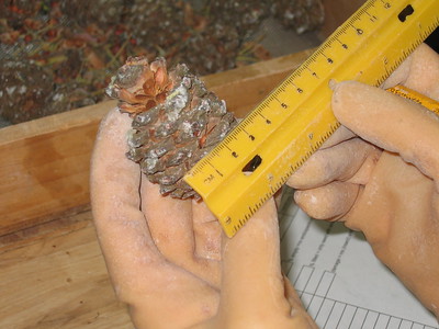 Limites physiques des mesures. Règle. StudySmarter