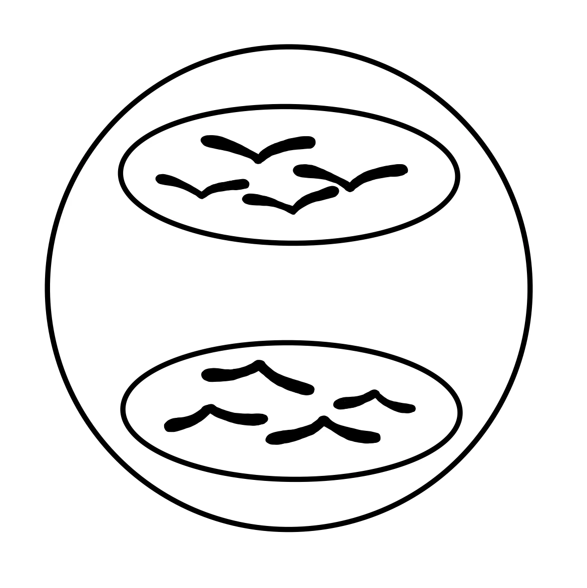 Zellteilung Eukaryoten Mitose Telophase StudySmarter
