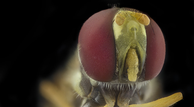 œil, œil d'une mouche, StudySmarter