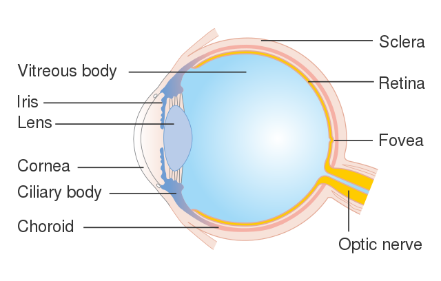 Física de la visión Estructura del ojo humano StudySmarter