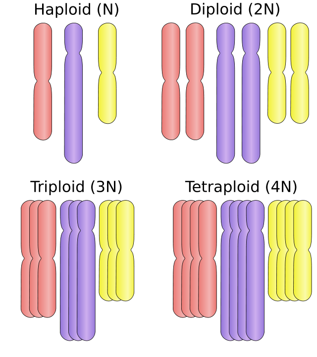 Variation génétique Ploïdie StudySmarter