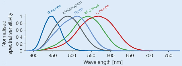 Física de la visión longitudes de onda de los fotorreceptores del ojo StudySmarter