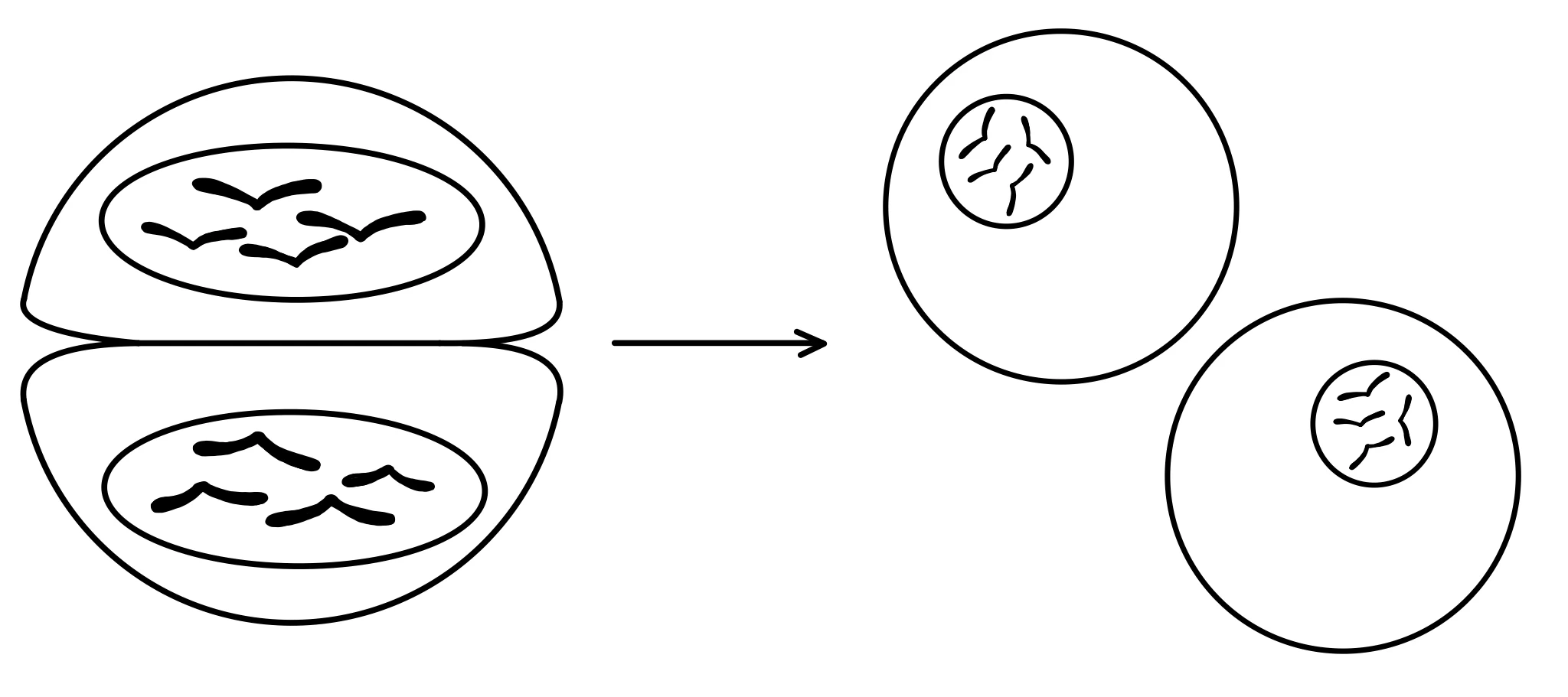 Zellteilung Eukaryoten Mitose Tochterzellen Telophase Ende StudySmarter