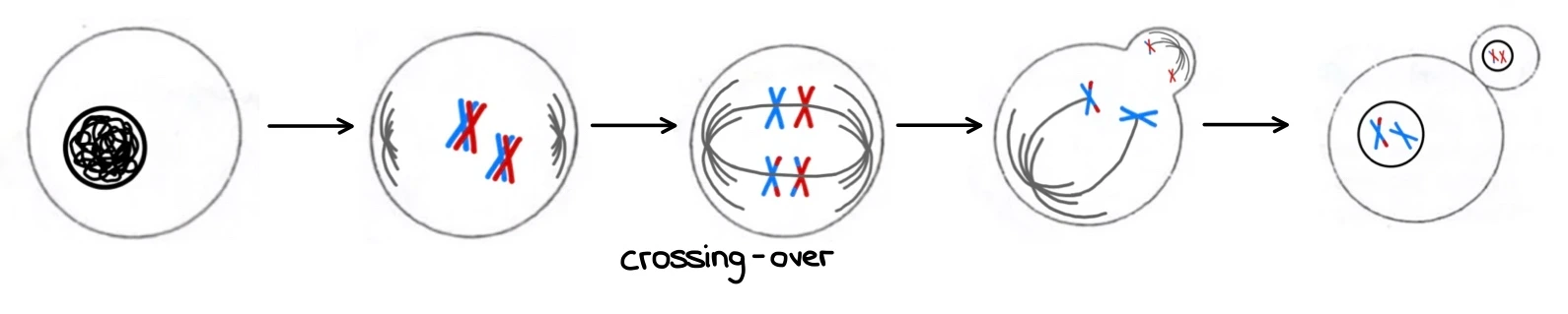 Zellteilung Meiose 1 Ablauf StudySmarter