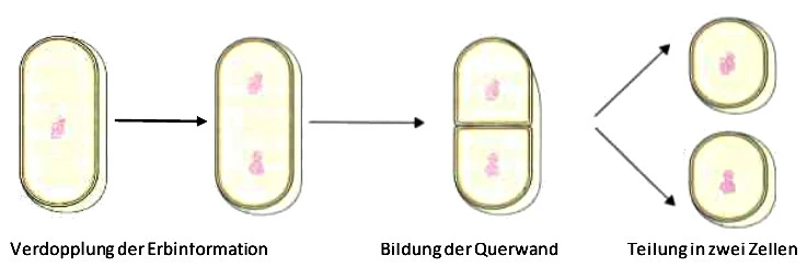 Zellteilung Prokaryoten Bakterien Querteilung Vermehrung StudySmarter