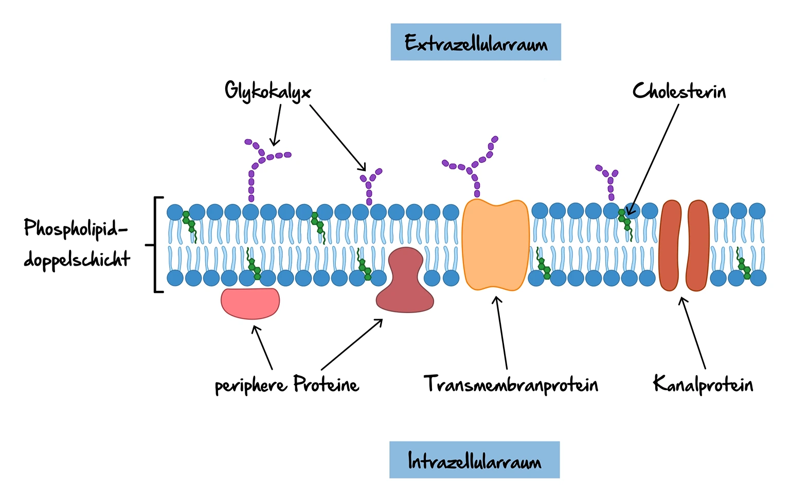 Zellaufbau Aufbau der Zellmembran StudySmarter