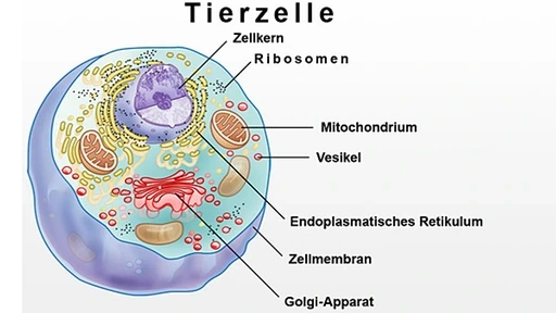 Zellaufbau Aufbau Tierzelle StudySmarter
