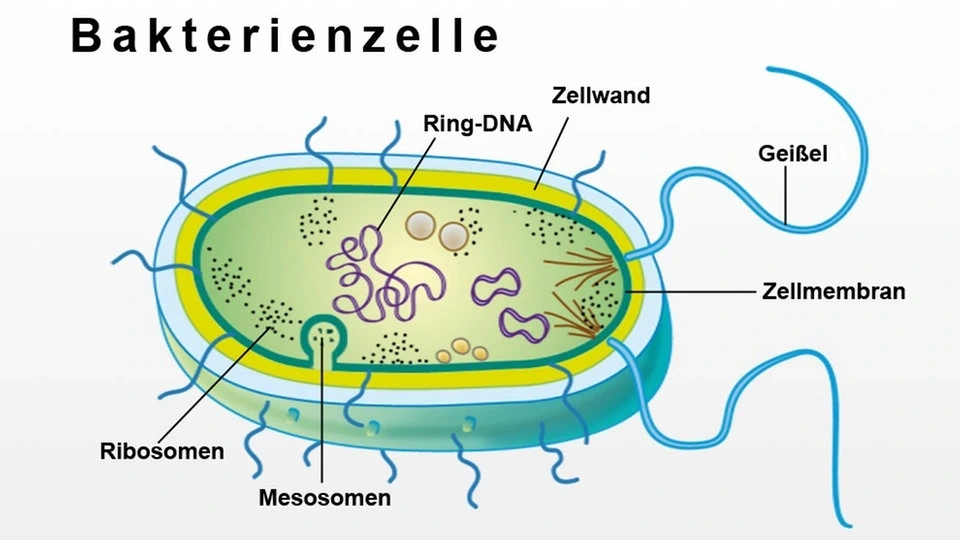 Zellaufbau Aufbau einer Bakterienzelle StudySmarter