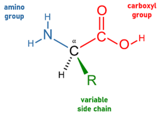 R-Groups Structure of an amino acid StudySmarter