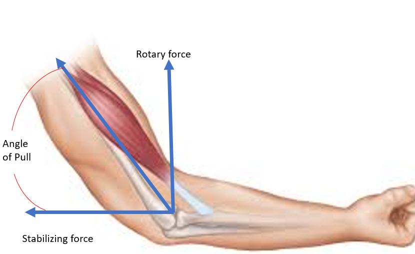 Muscles L'angle de traction d'un biceps au niveau de l'articulation montrant les composantes de la force stabilisatrice et rotative StudySmarter Originals