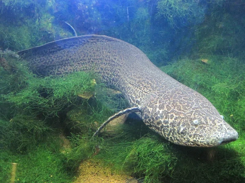 Unterschied DNA RNA Aufbau Äthiopischer Lungenfisch StudySmarter