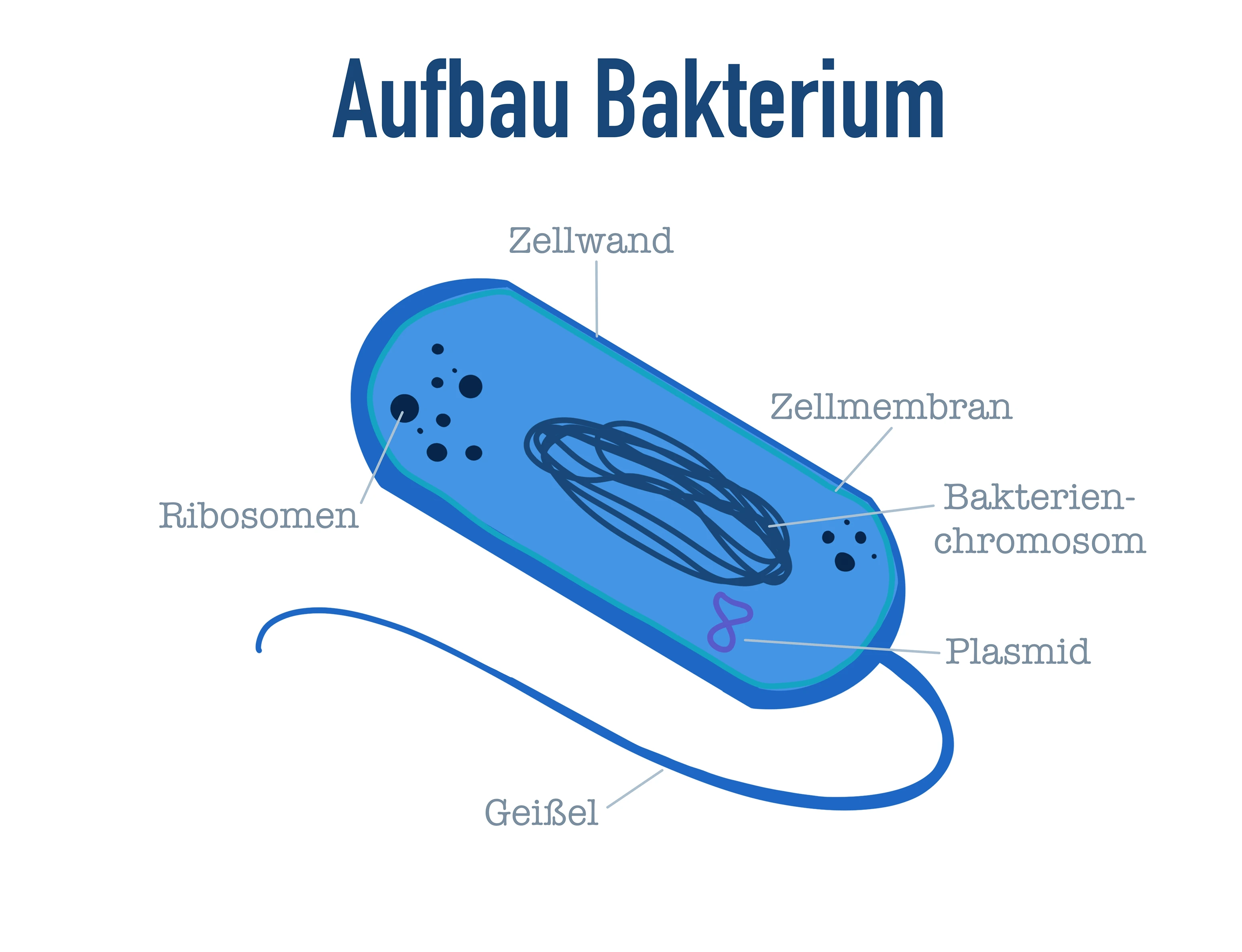 Bakterien Aufbau StudySmarter