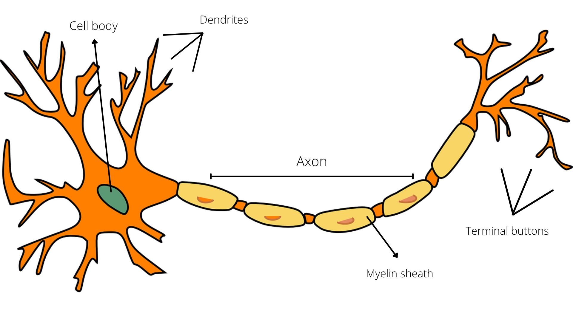 Structure of a Neuron