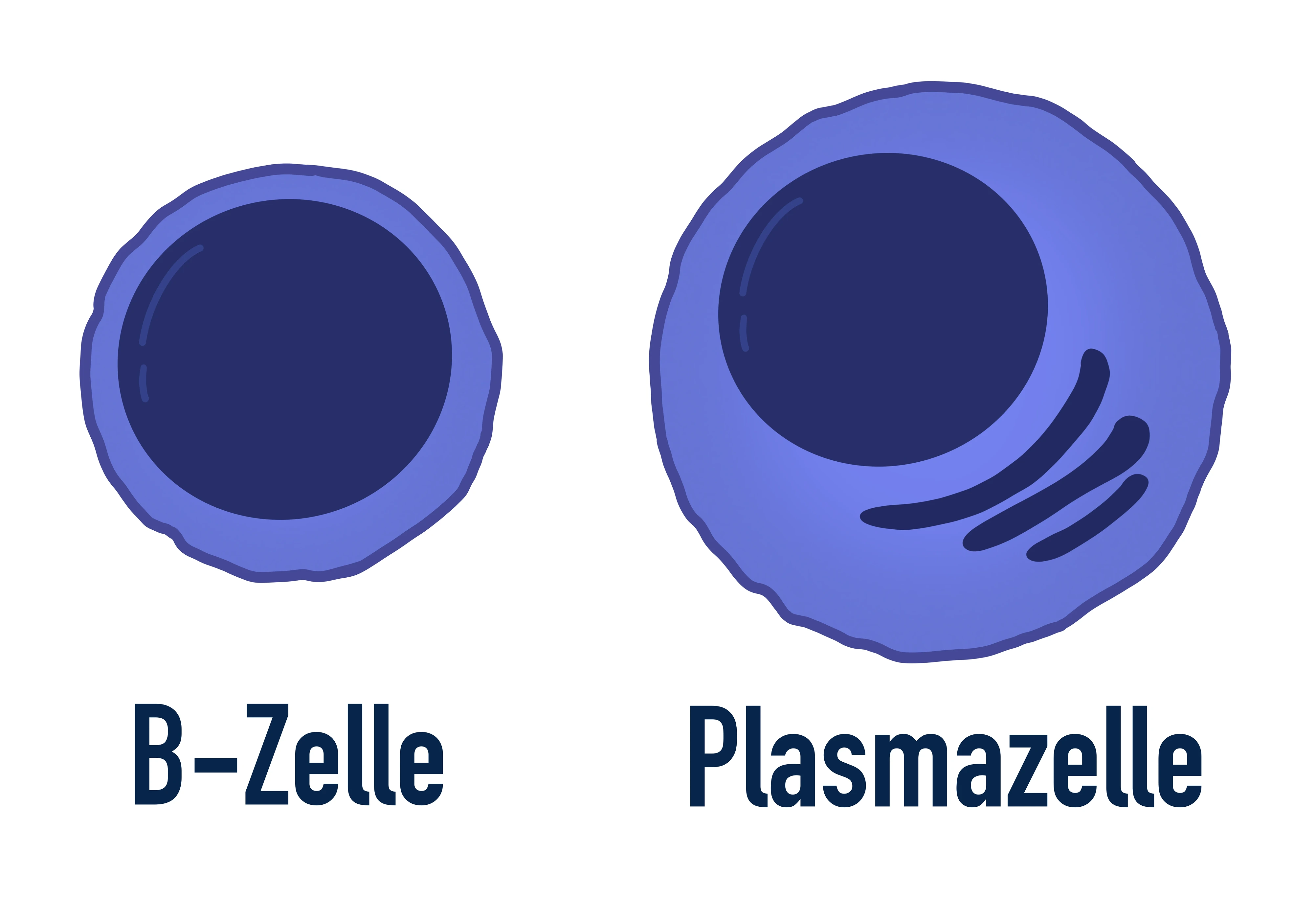 B-Zellen B-Zelle und Plasmazelle Vergleich StudySmarter