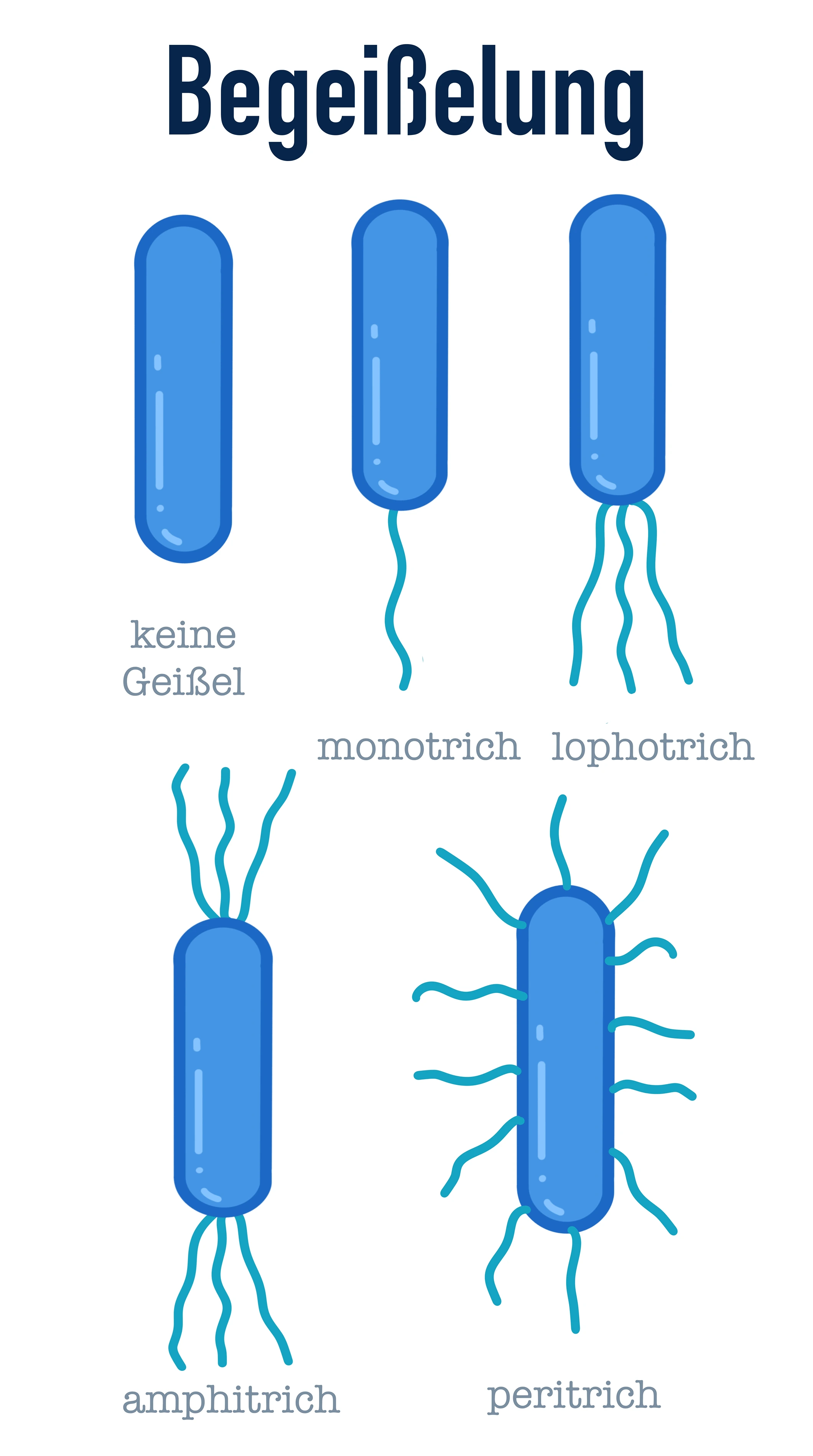 Bakterien Begeißelung StudySmarter
