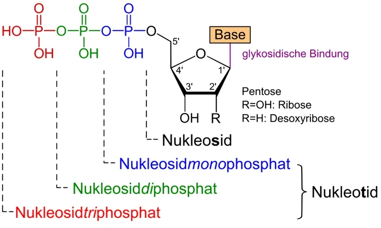 Unterschied DNA RNA Aufbau Benennung Nukleotid StudySmarter