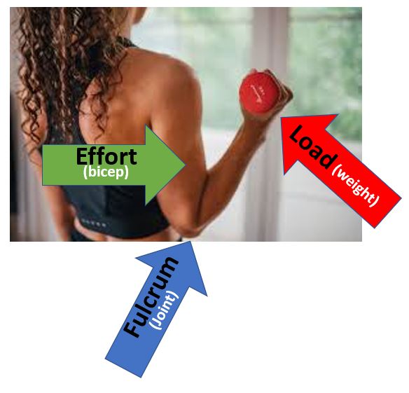 Muscles Femme faisant une flexion du biceps avec un haltère de 1 kg, illustrant l'effort, la charge et le point d'appui, adapté de l'image par Ivan Radic et flickr, CC by 2.0 StudySmarter