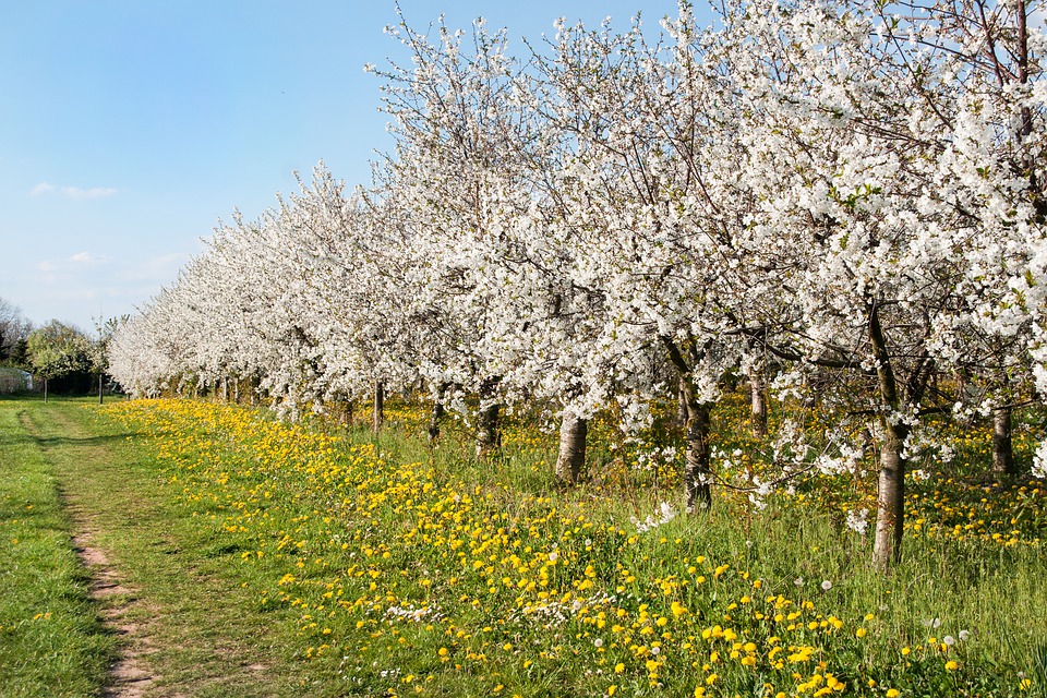 El jardín de los cerezos, Cerezos, StudySmarter