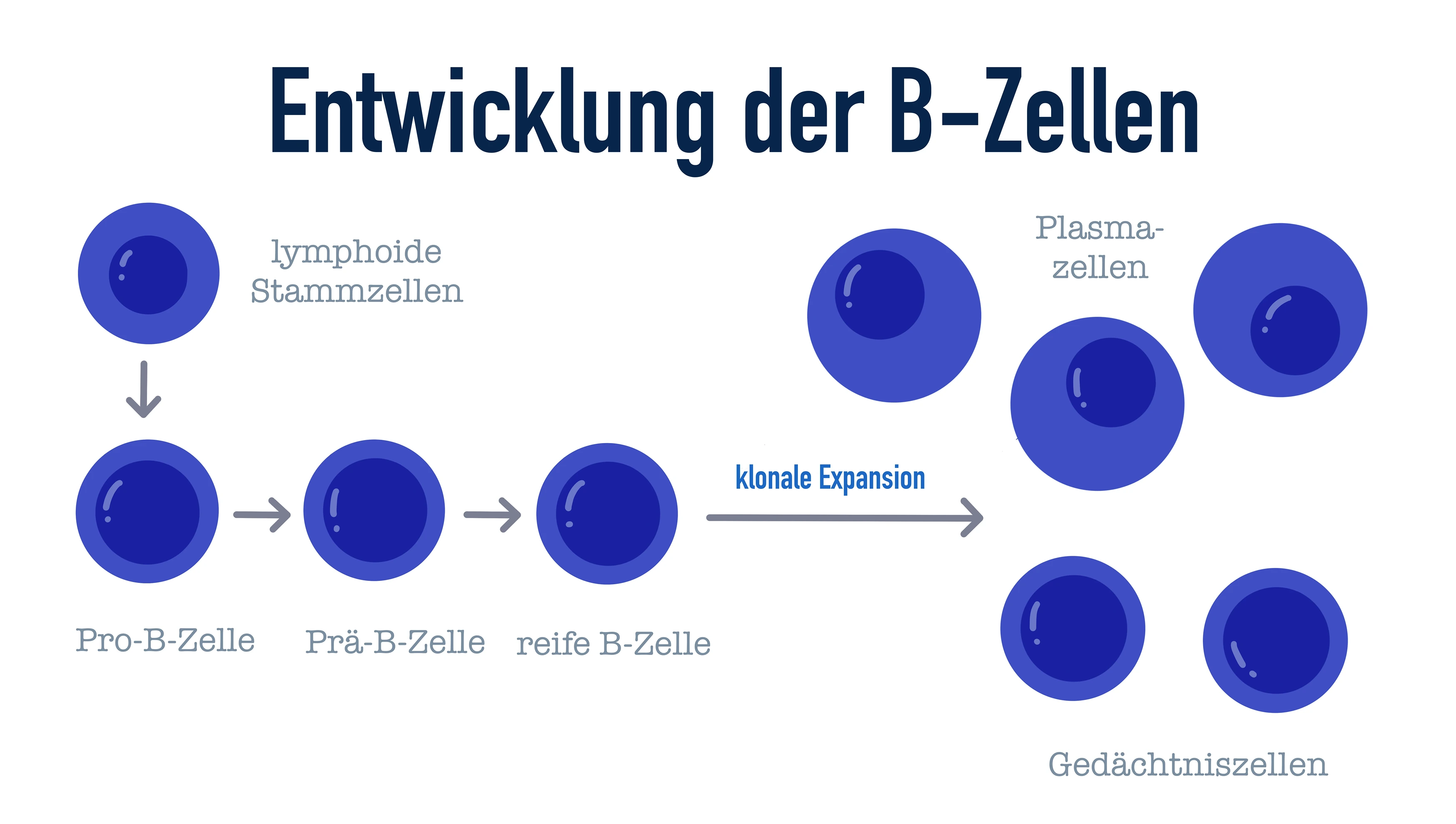 B-Zellen B-Zellen Entwicklung StudySmarter
