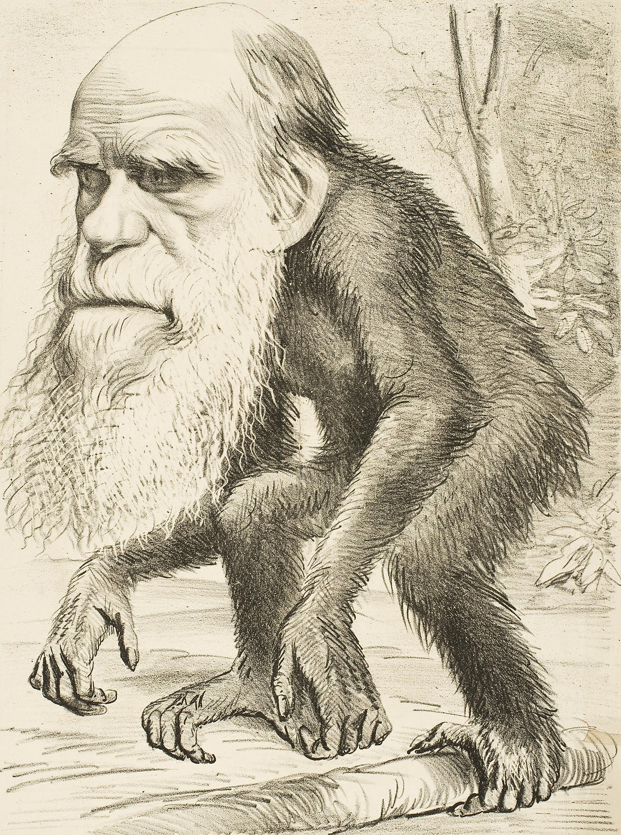 Development of Political Theory, "A Venerable Orang-outang,” a caricature of Charles Darwin as an ape, 1871. Source: The Hornet magazine, Wikipedia Commons (public domain), StudySmarter.