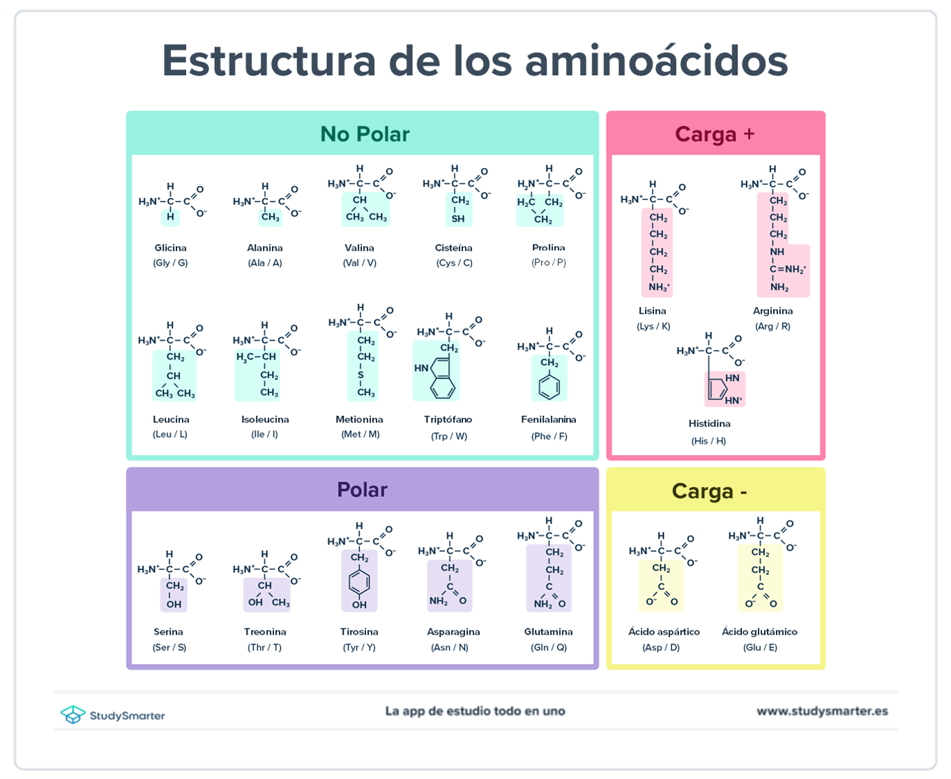 Ácidos carboxílicos estructura de los aminoácidos StudySmarter