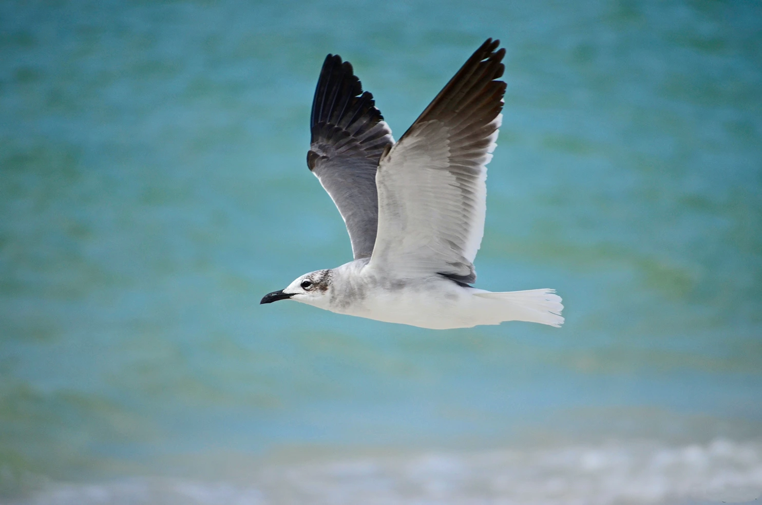 Sestina, almanac is like a bird, StudySmarter