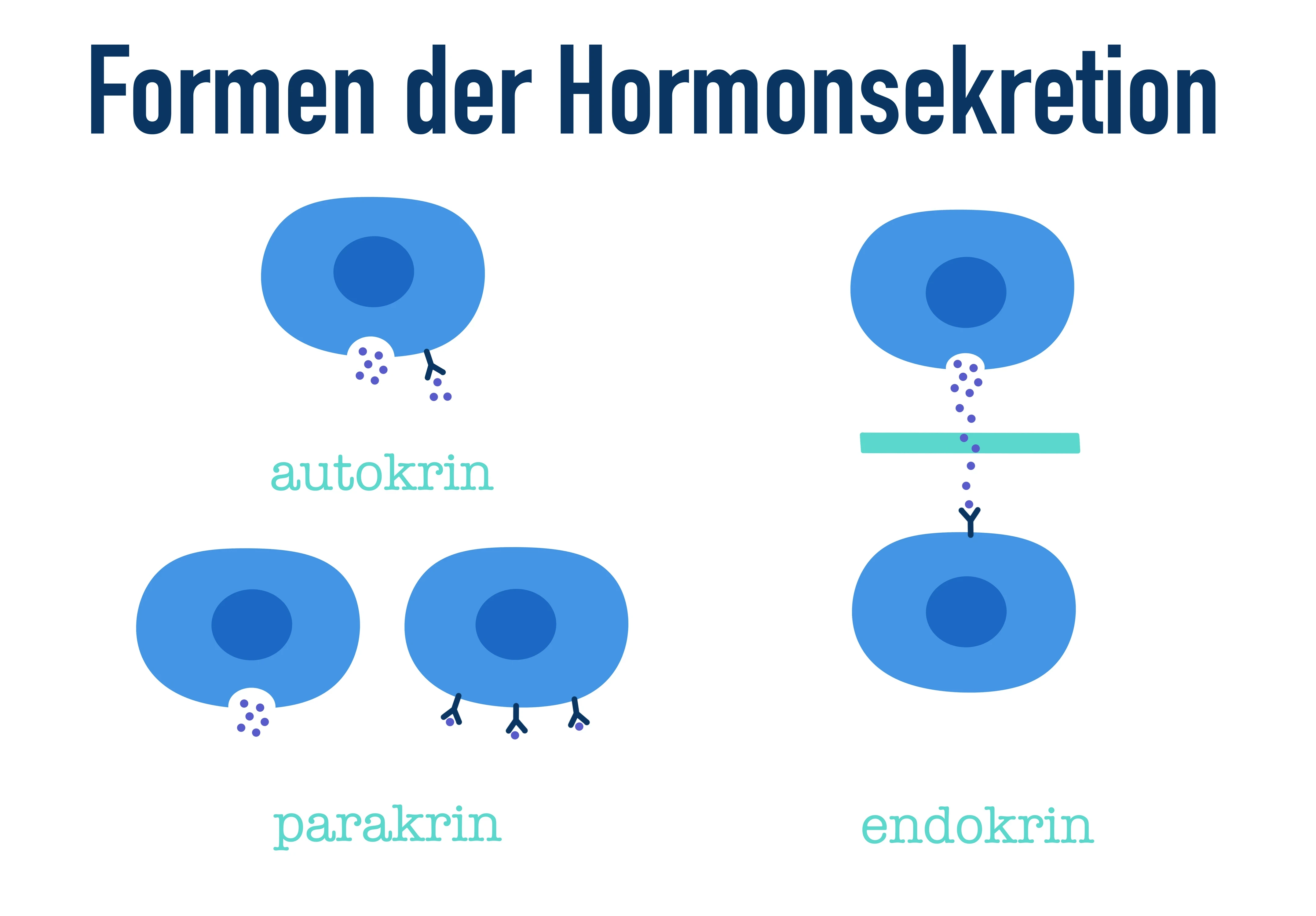 Hormone, Formen der Hormonsekretion, StudySmarter