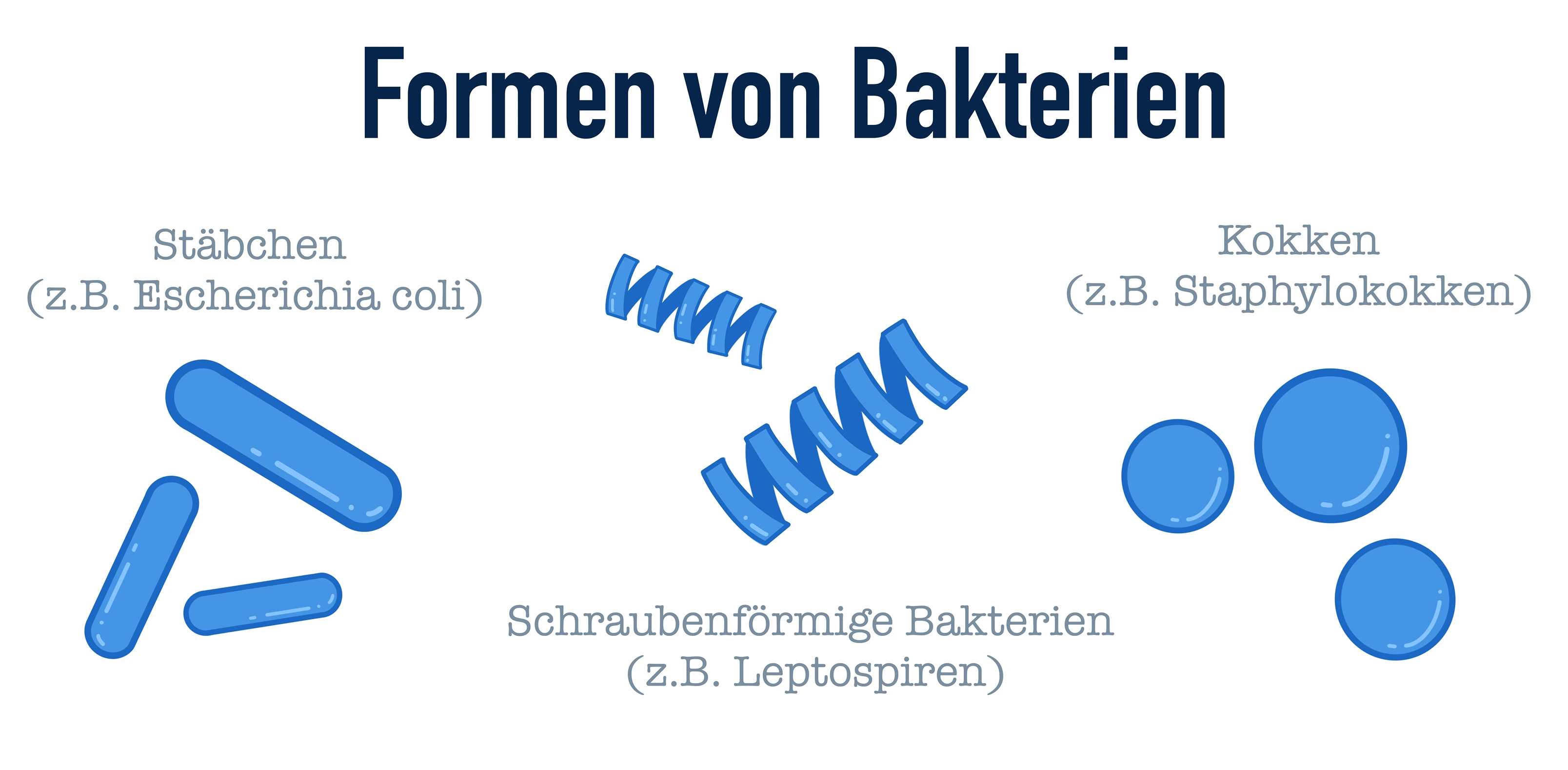 Bakterien Formen StudySmarter