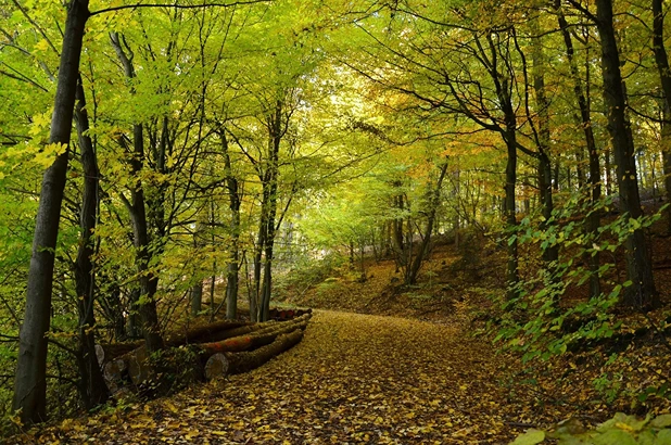 Ökosystem Wald Laubwald StudySmarter