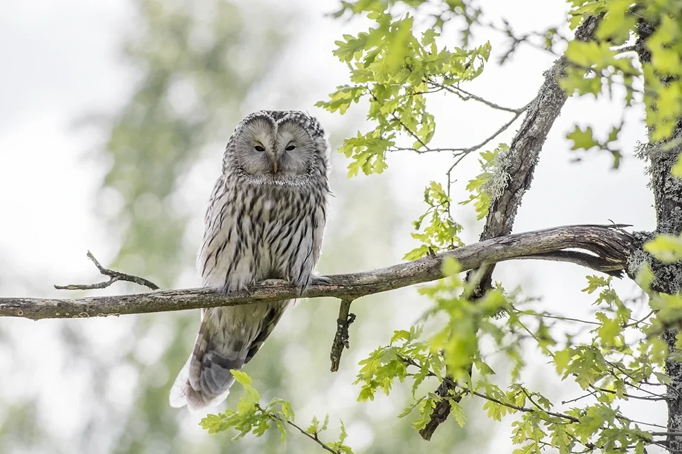 Ökosystem Wald Tiere Lebensraum StudySmarter