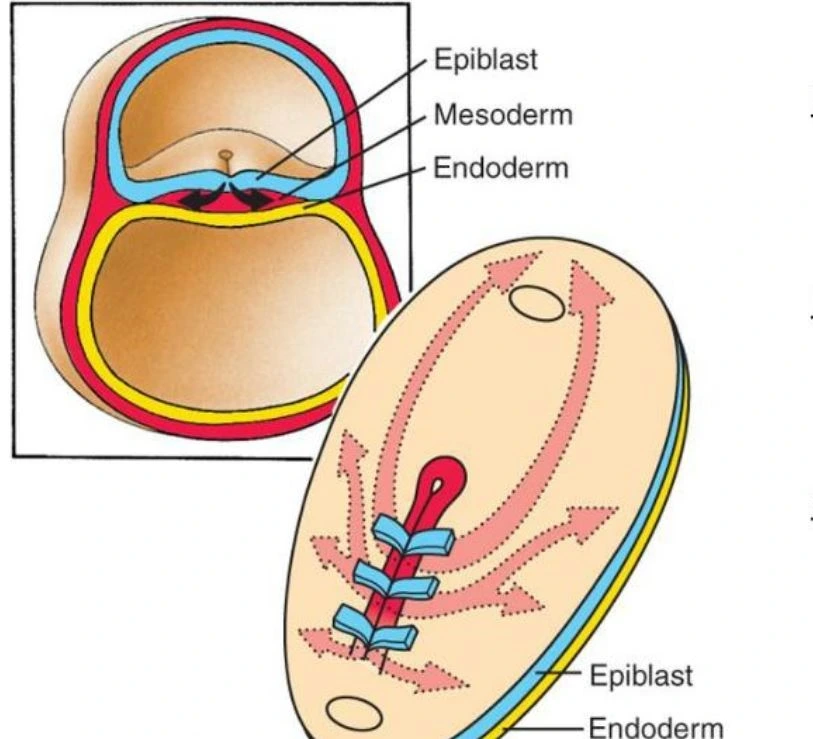 Embryonalentwicklung Gastrulation einfach erklärt StudySmarter