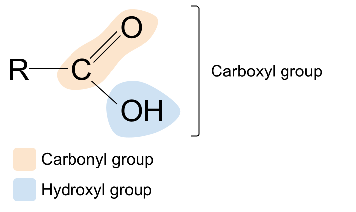 Grupo carbonilo ácido carboxílico StudySmarter