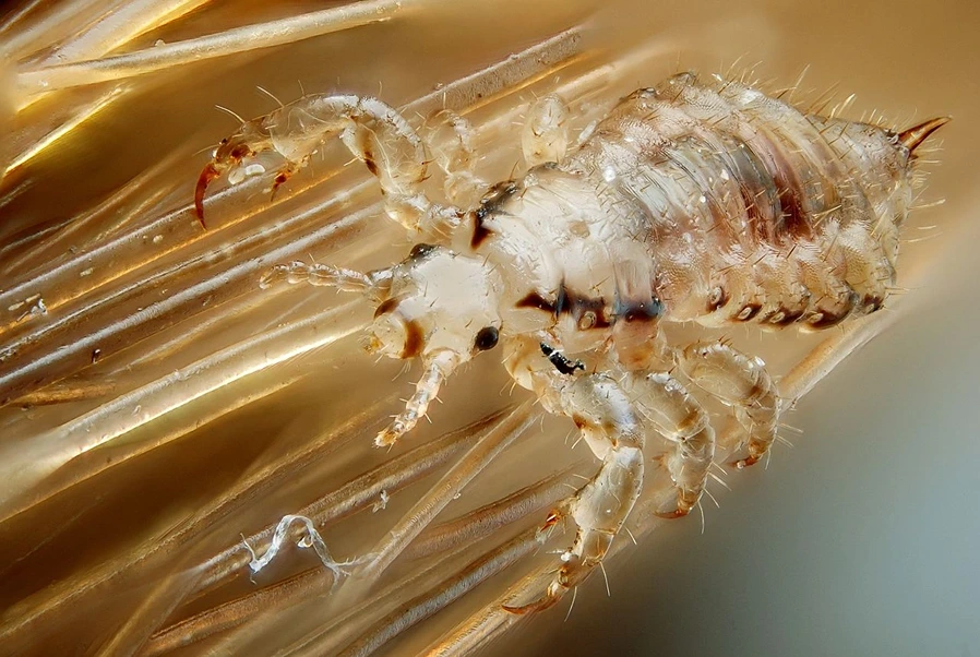 Parasitismus Anpassung von Parasiten Kopflaus StudySmarter