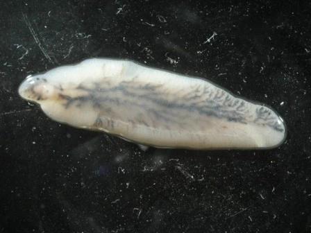 Parasitismus Beispiel Saugwurm StudySmarter